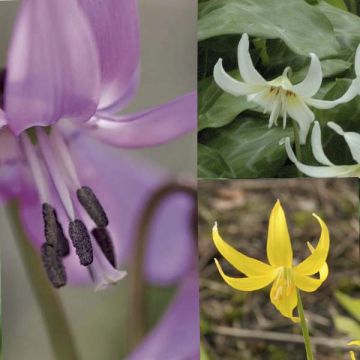 Collection Erythronium