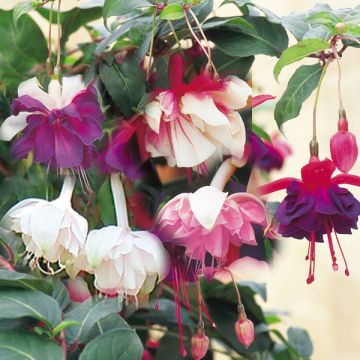 Collection 5 Fuchsias retombants assortis