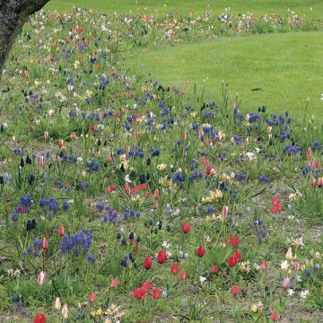 Esprit Jardin En Liberté 150 bulbes