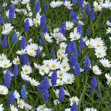 Collection Petits Bulbes printemps bleu et blanc
