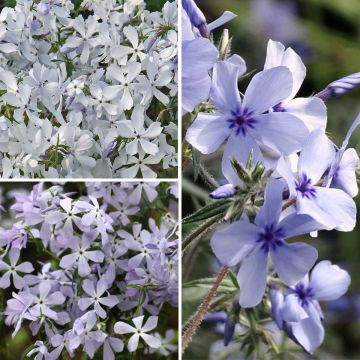 Collection petits Phlox parfumés