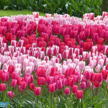 Collection Tulipes Darwin "Delight"