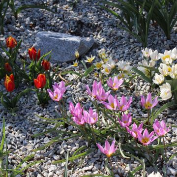 Collection tulipes de rocailles