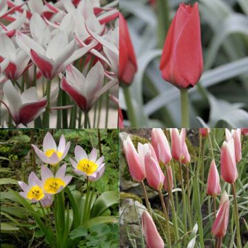 Collection 50 Tulipes Sauvages