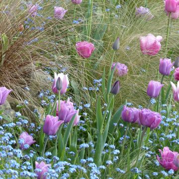 Collection Tulipes Voile de Parme