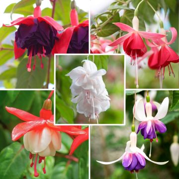 Collection 5 Fuchsias retombants assortis