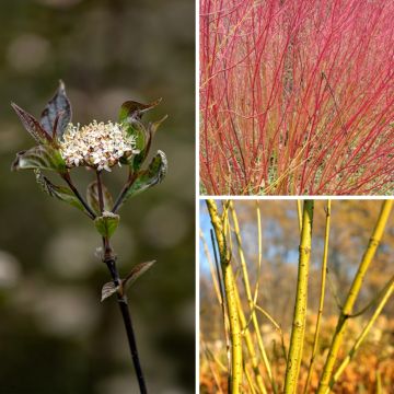 Collection de 3 Cornus à bois colorés