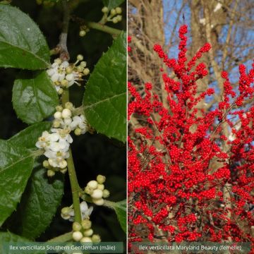 Collection de 2 houx verticillata (male et femelle)