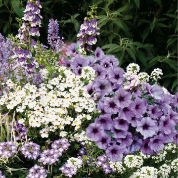 Collection Jardinière Bleue - 6 variétés d'annuelles