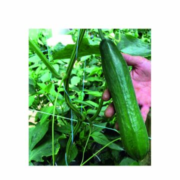 Concombre long Gynial F1 en plants