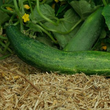 Graines de vigne de cucamelon, melon de souris, petits concombres,  Melothria scabra ME0110 -  France