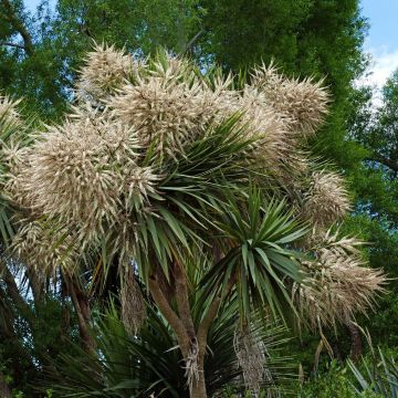 Cordyline australis