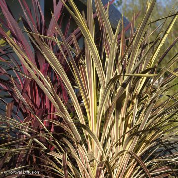 Cordyline banksii Electric Flash - Cordyline