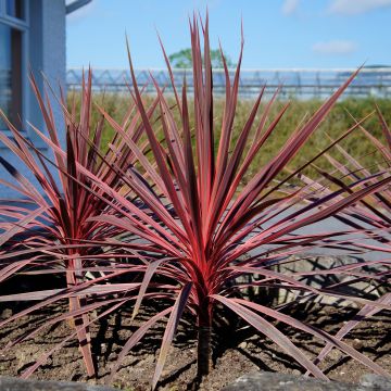 Cordyline Charlie boy®