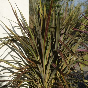 Cordyline x banksii Electric Star