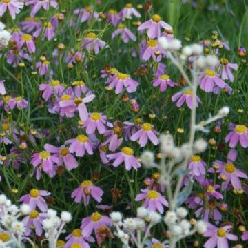 Coreopsis rosea American Dream