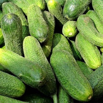 Cornichon Vert Petit de Paris en plants