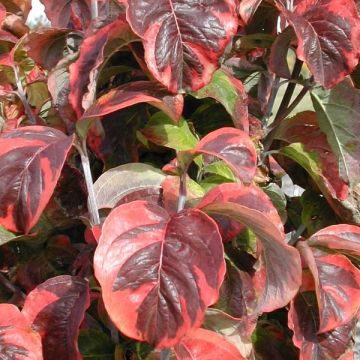 Cornus florida Rainbow - Cornouiller de Floride panaché