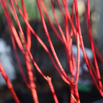 Cornus alba Baton Rouge - Cornouiller blanc à bois rouge