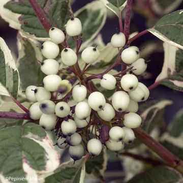 Cornus alba Sibirica Variegata - Cornouiller blanc