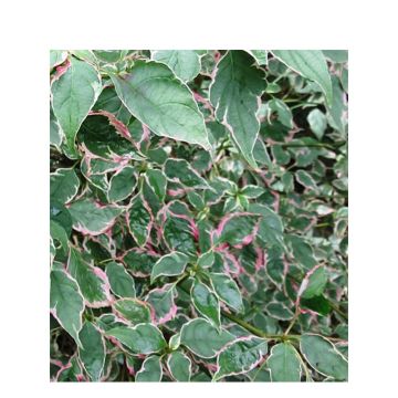 Cornus alternifolia Pinky Spots (Tricolor) - Cornouiller à feuilles alternes