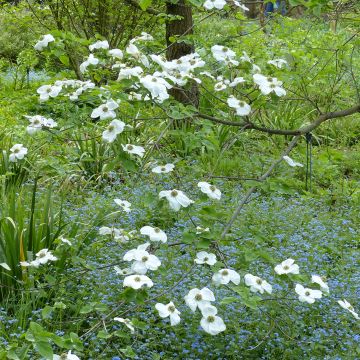 Cornouiller de nutali  - Cornus nuttallii Ascona