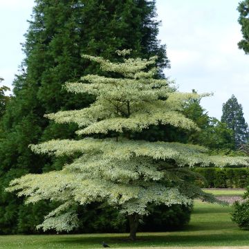 Cornus controversa Variegata - Cornouiller des Pagodes panaché