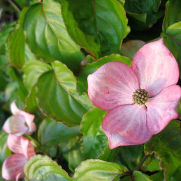 Cornus kousa Heart Throb - Cornouiller du Japon