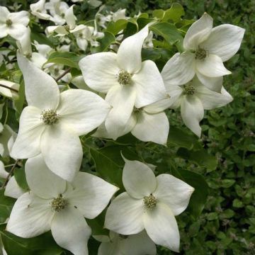 Cornouiller, Cornus Kousa var. Chinensis Great Star en pot de 1L