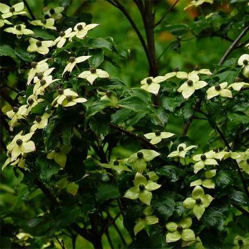 Cornus kousa Wieting's Select - Cornouiller du Japon