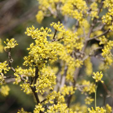 Cornus mas Jolico - Cornouiller mâle