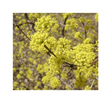 Cornus mas Kazanlak - Cornouiller mâle