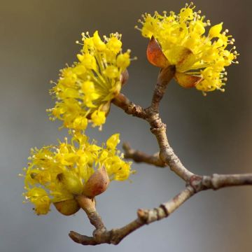 Cornus ou Cornouiller Mas