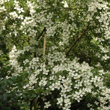 Cornus Norman Hadden - Cornouiller à fleurs