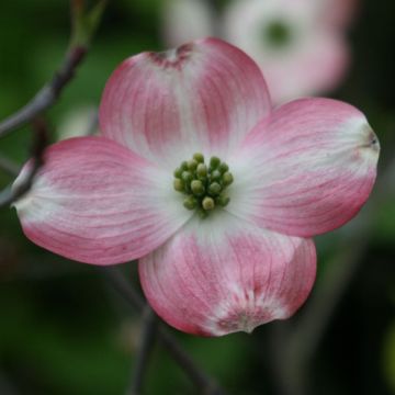 Cornus ou Cornouiller Florida Rubra en pot de 10L.