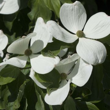 Cornus kousa Venus - Cornouiller du Japon blanc