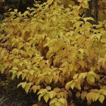 Cornus sanguinea Mid Winter Fire - Cornouiller sanguin