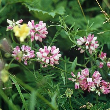 Coronilla varia - Coronille bigarrée ou changeante.