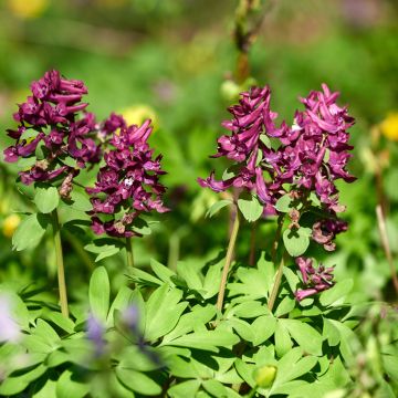 Corydalis solida Purple Bird - Corydale bulbeuse