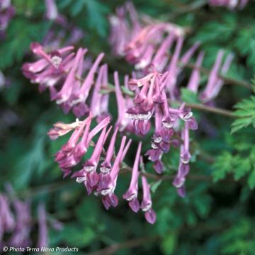 Corydalis Blackberry Wine - Corydale hybride