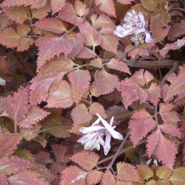 Corydalis quantmeyeriana Chocolate Stars