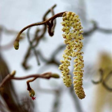 Noisetier tortueux, Corylus avellana contorta