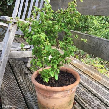 Corylus avellana Scooter - noisetier nain tortueux