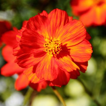 Graines de Cosmos Brightness Red - Cosmos sulphureus 