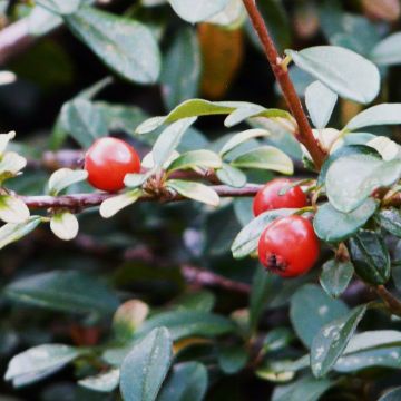 Cotoneaster dammeri - Cotoneaster de Dammer