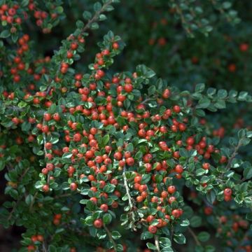 Cotoneaster horizontalis - Cotonéaster rampant