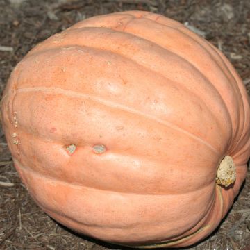 Courge Gargantua Atlantic Giant Bio - Ferme de Sainte Marthe