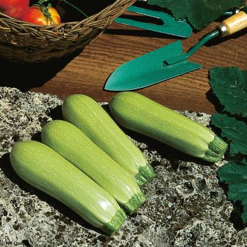 Courgette blanche Lorea F1 en plants