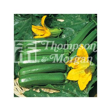 Courgette Defender F1 