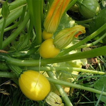 Courgette Floridor F1 en plants